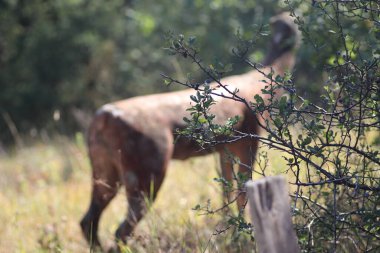 Çalıların arkasında güneşli bir çayırda siluet