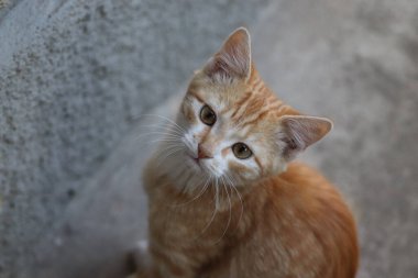 Kameraya poz veren küçük kızıl kedi, evcil kedi.