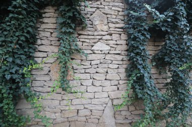 # Yeşil sarmaşıklı eski taş duvar #