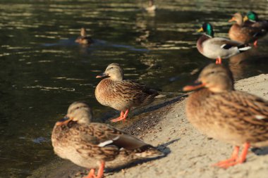 Güzel ördekler sıcak güneşin altında dinleniyor.