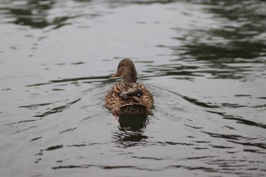 Güzel ördekler sıcak güneşin altında dinleniyor.