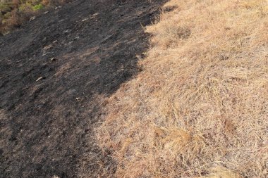 Siyah yanmış çimenler ve sarı kuru bir yer.