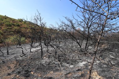 Yanmış ağaçlar ve çimenler, kavrulmuş siyah çayırlar