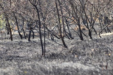 Yanmış ağaçlar ve çimenler, kavrulmuş siyah çayırlar