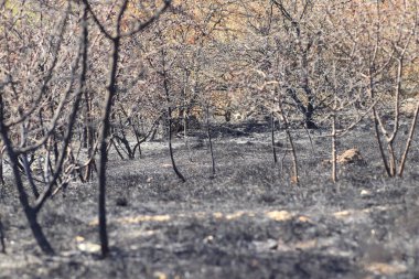 Yanmış ağaçlar ve çimenler, kavrulmuş siyah çayırlar