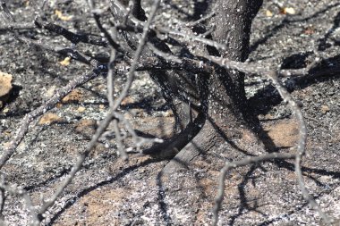 Yanmış ağaçlar ve çimenler, kavrulmuş siyah çayırlar