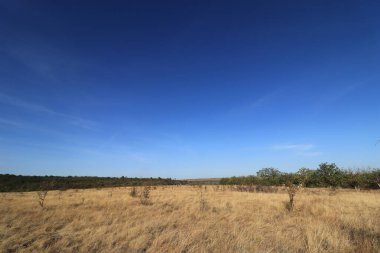Sarı pofuduk kuru otlar Parlak yaz güneşinin altındaki bir tarlada