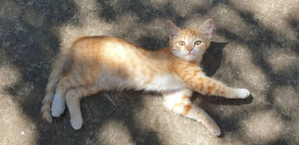Pequeno Gato Gengibre Posando Para Câmera Gatinho Doméstico — Fotografia de Stock