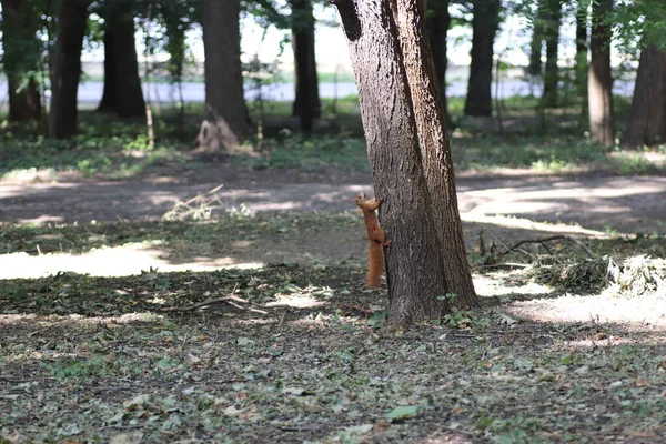 Rotes Eichhörnchen Herbst Auf Einem Baum Unter Grünen Blättern Eichhörnchen — Stockfoto