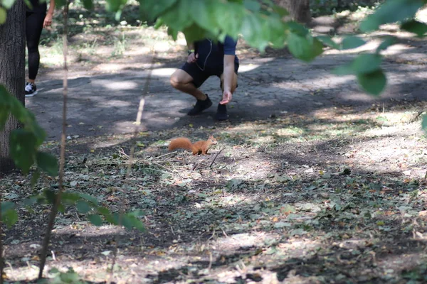 Mann Greift Nach Rotem Eichhörnchen Park — Stockfoto