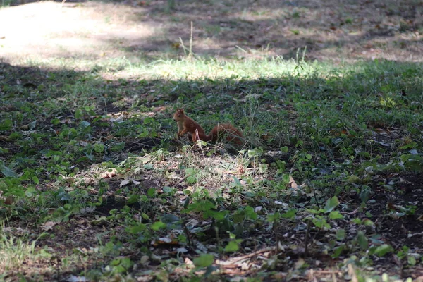 Ένας Άντρας Πιάνει Έναν Κόκκινο Σκίουρο Στο Πάρκο — Φωτογραφία Αρχείου