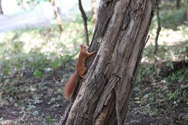 緑の葉の下の木に秋の赤いリス公園を歩くリス — ストック写真