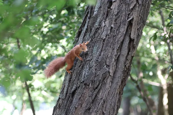 Κόκκινο Σκίουρος Φθινόπωρο Ένα Δέντρο Κάτω Από Πράσινα Φύλλα Σκίουρος — Φωτογραφία Αρχείου