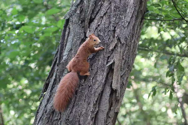 Czerwona Wiewiórka Jesienią Drzewie Pod Zielonymi Liśćmi Spacery Wiewiórki Parku — Zdjęcie stockowe
