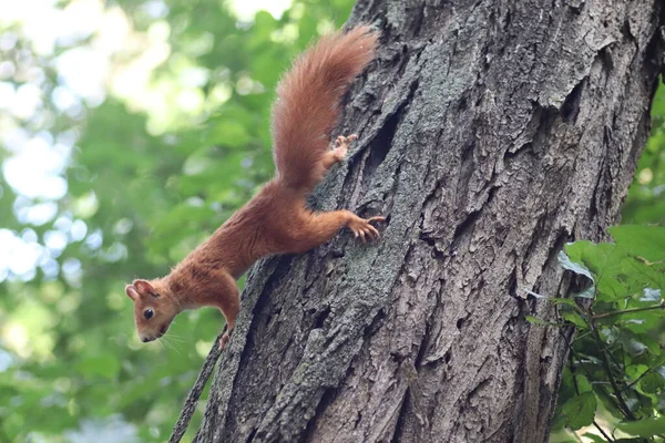 緑の葉の下の木に秋の赤いリス公園を歩くリス — ストック写真