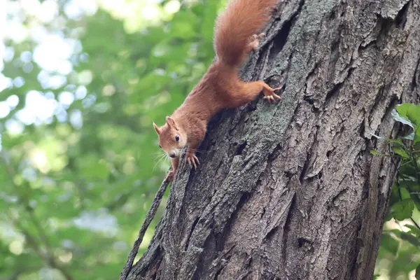 Rotes Eichhörnchen Herbst Auf Einem Baum Unter Grünen Blättern Eichhörnchen — Stockfoto