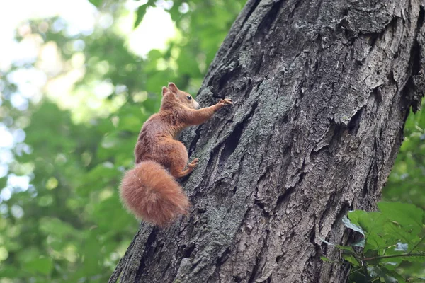 緑の葉の下の木に秋の赤いリス公園を歩くリス — ストック写真