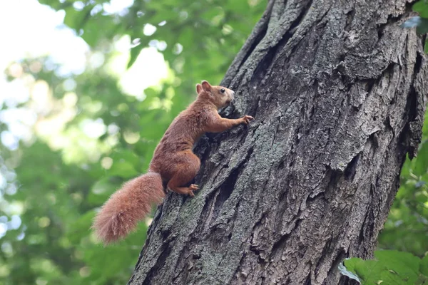 緑の葉の下の木に秋の赤いリス公園を歩くリス — ストック写真