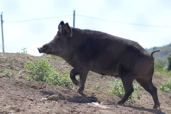 Cinghiale Con Maiale Una Passeggiata Una Giornata Sole — Foto Stock