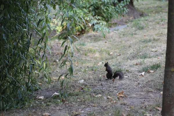 초원에서 나뭇가지 다람쥐 — 스톡 사진