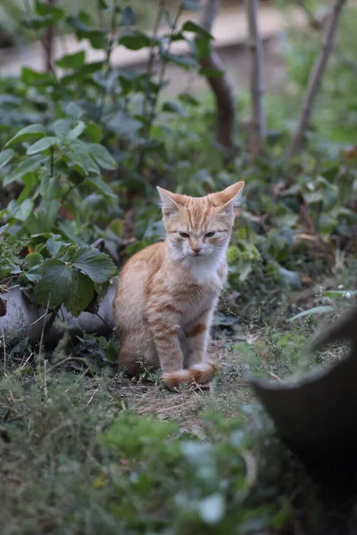 Little Ginger Cat Posing Camera Domestic Kitten — Stock Photo, Image