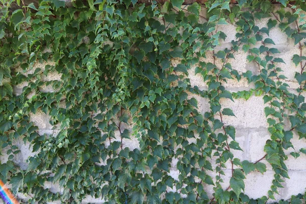 Bluszcz Kamiennej Ścianie Zielone Pluszowe Tło — Zdjęcie stockowe