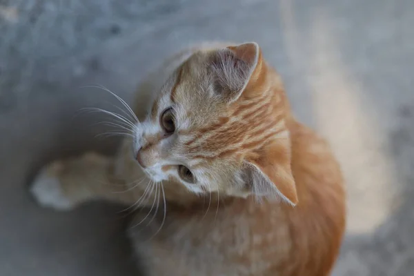 Μικρή Κοκκινομάλλα Γάτα Ποζάρει Για Την Κάμερα Σπιτικό Γατάκι — Φωτογραφία Αρχείου