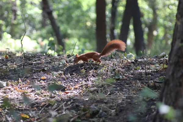 Rotes Eichhörnchen Spaziert Park Auf Den Wiesen Eichhörnchen Herbst — Stockfoto