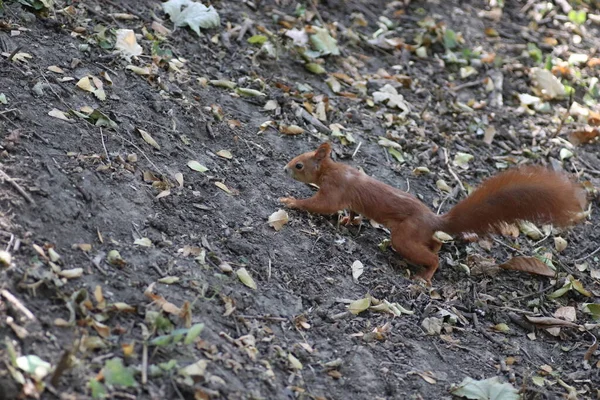 Rode Eekhoorn Wandelingen Het Park Weiden Eekhoorns Herfst — Stockfoto