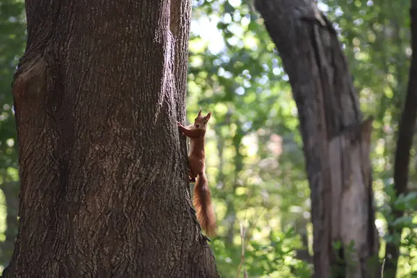 Rotes Eichhörnchen Herbst Auf Einem Baum Unter Grünen Blättern Eichhörnchen — Stockfoto