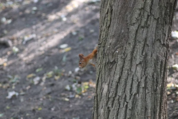 赤いリスが草原の公園を歩く 秋のリス — ストック写真