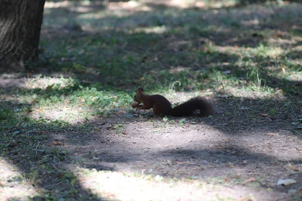 Flauschiges Schwarzes Eichhörnchen Spaziert Unter Den Bäumen Zwischen Den Zapfen — Stockfoto