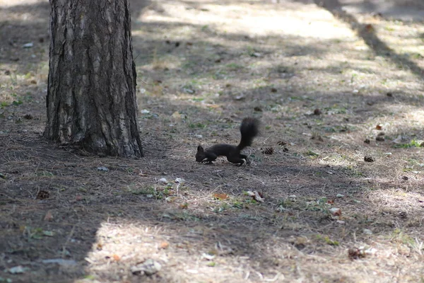 Puszyste Czarne Wiewiórki Spacery Pod Drzewami Wśród Szyszek — Zdjęcie stockowe