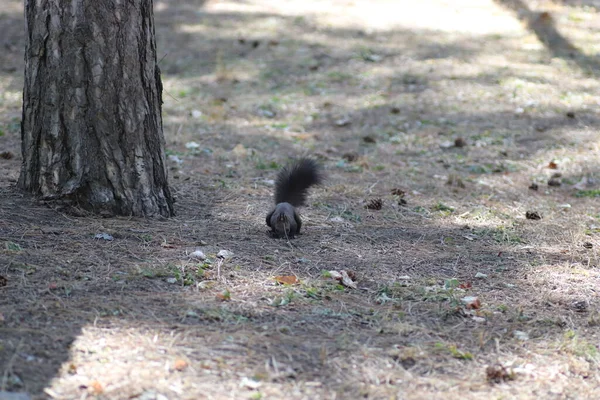 Puszyste Czarne Wiewiórki Spacery Pod Drzewami Wśród Szyszek — Zdjęcie stockowe