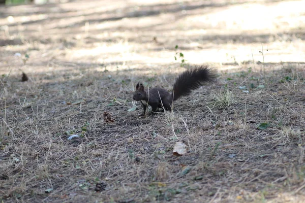 Esquilo Preto Fofo Caminha Sob Árvores Entre Cones — Fotografia de Stock