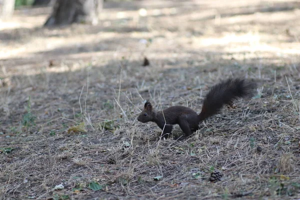 Écureuil Noir Pelucheux Marche Sous Les Arbres Parmi Les Cônes — Photo