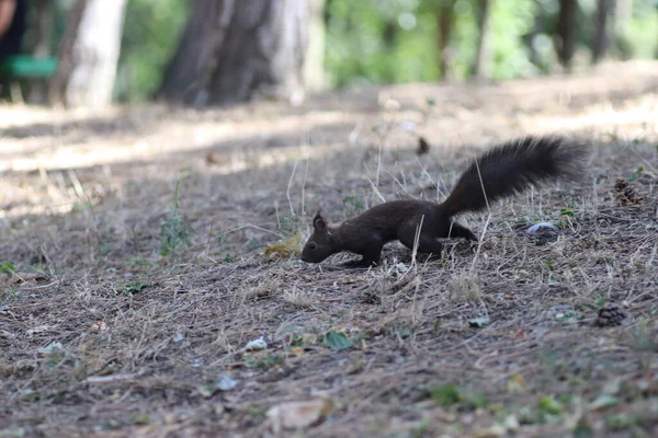 Fluffy Black Squirrel Walks Trees Cones — Stock Photo, Image