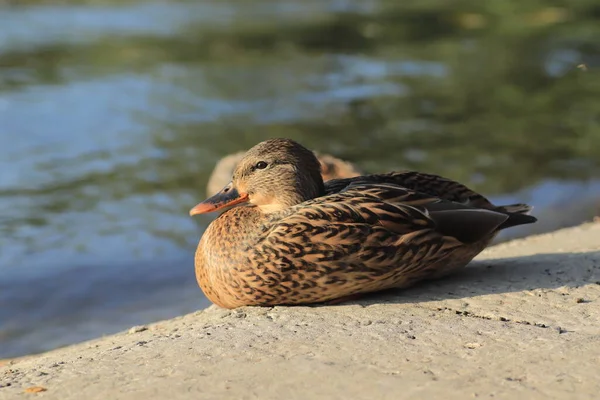 Belos Patos Estão Descansando Lagoa Sob Sol Quente — Fotografia de Stock