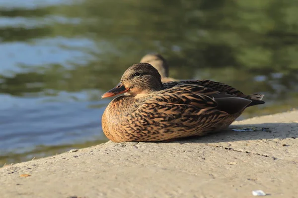 Hermosos Patos Descansan Junto Estanque Bajo Cálido Sol — Foto de Stock