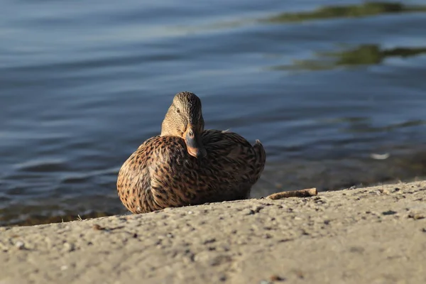 Belos Patos Estão Descansando Lagoa Sob Sol Quente — Fotografia de Stock