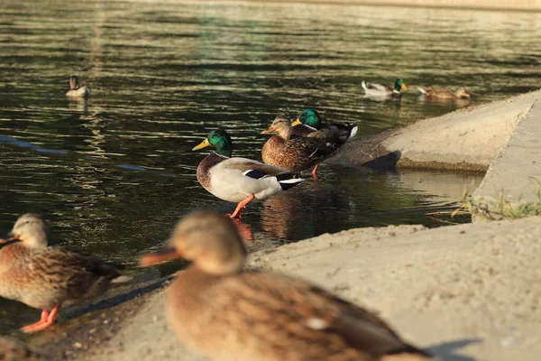 Belos Patos Estão Descansando Lagoa Sob Sol Quente — Fotografia de Stock