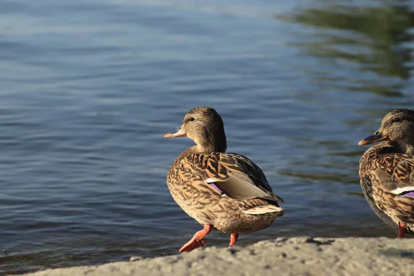 Schöne Enten Ruhen Teich Unter Der Warmen Sonne — Stockfoto