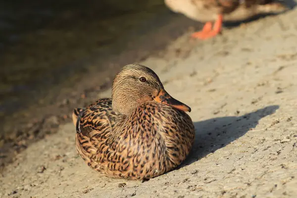 Belos Patos Estão Descansando Lagoa Sob Sol Quente — Fotografia de Stock