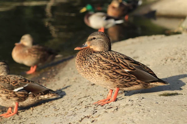Schöne Enten Ruhen Teich Unter Der Warmen Sonne — Stockfoto