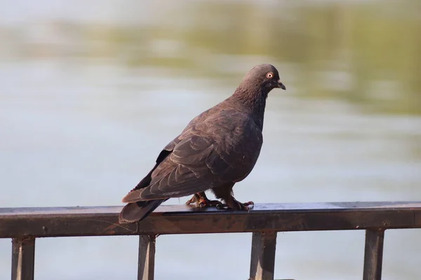 Pombo Preto Caminha Pelo Lago Dia Ensolarado Pombo Doméstico Preto — Fotografia de Stock