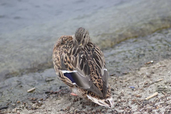 Schöne Enten Ruhen Teich Unter Der Warmen Sonne — Stockfoto