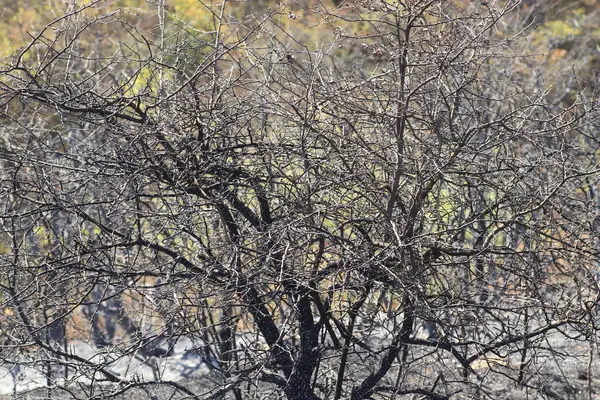 Yanmış ağaçlar ve çimenler, kavrulmuş siyah çayırlar