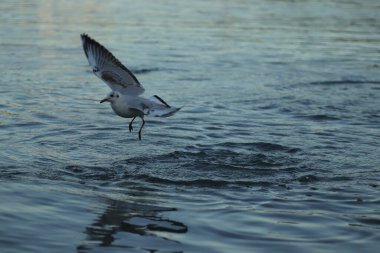Göldeki martılar güneşli bir günde yemek isterler, martılar suda oynarlar.