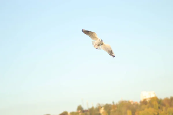 Seagull Blue Sky Spread Its Wings — Stock Photo, Image