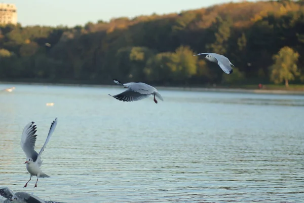 Gaviotas Lago Pedir Comida Día Soleado Gaviotas Juegan Agua —  Fotos de Stock